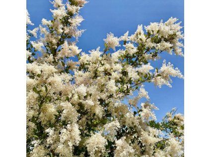 Celoterčník různobarvý lat. Holodiscus discolor  Elegantní keř pro přírodní zahrady
