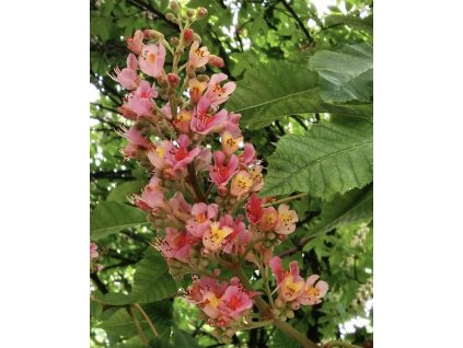 aesculus carnea briotii
