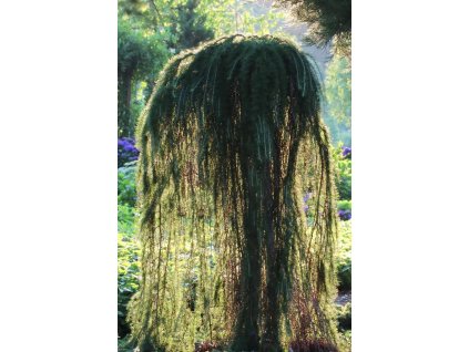 Larix kaempferi stiff weeping
