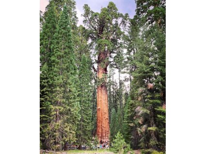 sequoiadendron giganteum8