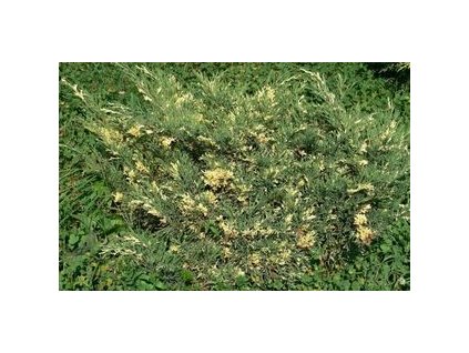 juniperus sabina variegata