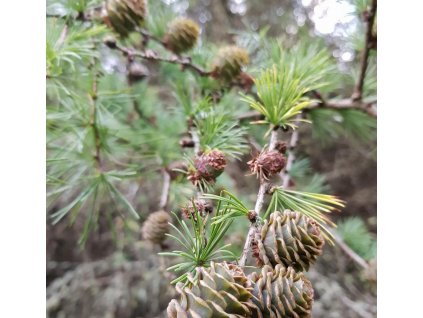 Larix kaemferi 3