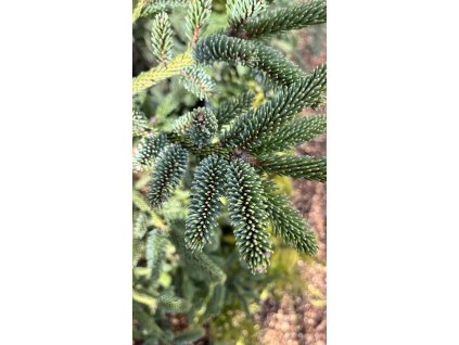 picea koyamai