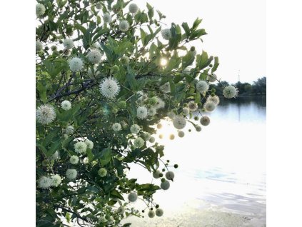 Hlavoš západní – opadavý keř do vlhké půdy a k jezírku v zahradě