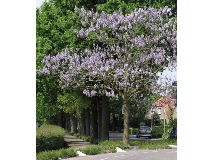 paulownie tomentosa4