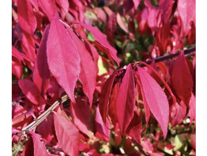 Euonymus alatus3