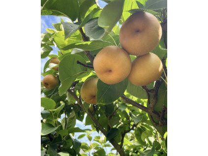 pyrus kumoi
