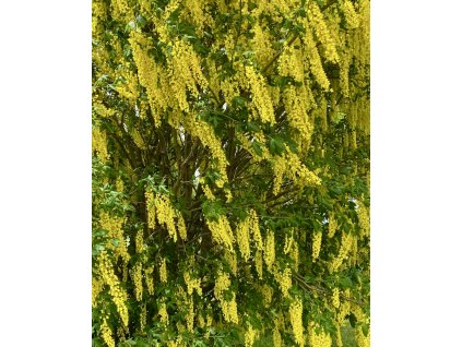 štědřenec odvislý lat. Laburnum anagyroides 15-30 Cm