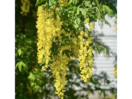 Laburnum anagyroides