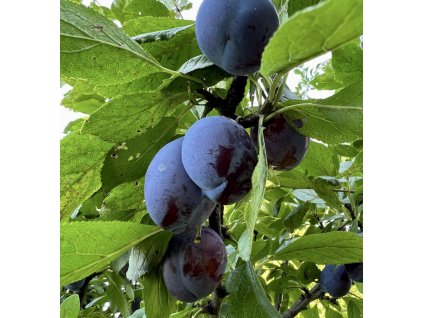 prunus kulinaria toptaste