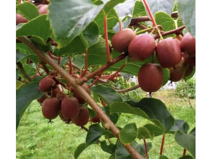 kiwi red jumbo2