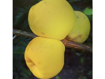 chaenomeles japonica sargentii3