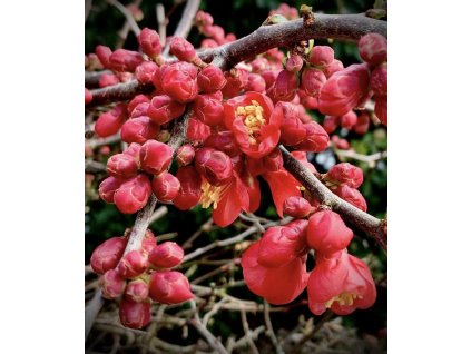 chaenomeles superba crimsonandgold
