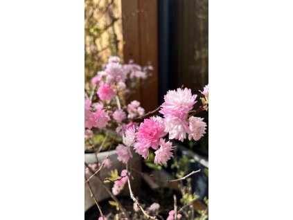 višeň žláznatá lat. Prunus glandulosa