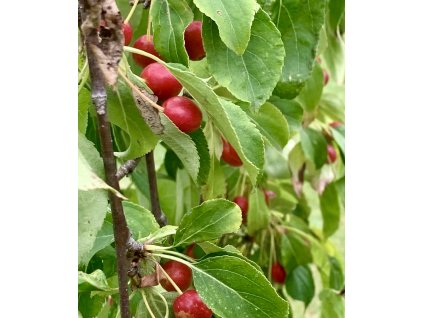 okrasná jabloň ´Red Jade´  lat. Malus