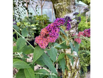 komule davidova ´Flower Power´ lat. Buddleja davidii syn. motýlí keř Zahrada přátelská k motýlům a včelám