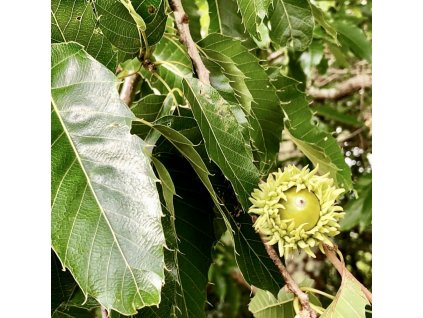 dub kaštanolistý ‘Green Spire’ lat. Quercus castaneifolia 90-110cm  Úzce rostoucí dub s kaštanovými listy