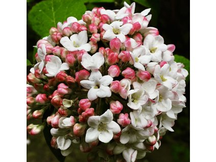 kalina zkřížená lat. Viburnum x carlcephalum - 40-60 cm