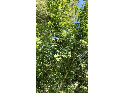 jinan dvoulaločný ´Pendula´ lat. Ginkgo biloba 40-60 cm