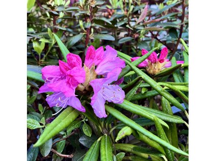 pěnišník makinoi ´Jens Jörgen Sörensen´ Lat. Rhododendron makinoi