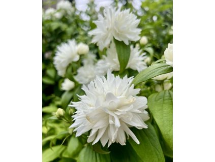 Pustoryl ´Minnesota Snowflake´lat. Philadelphus syn. nepravý jasmín