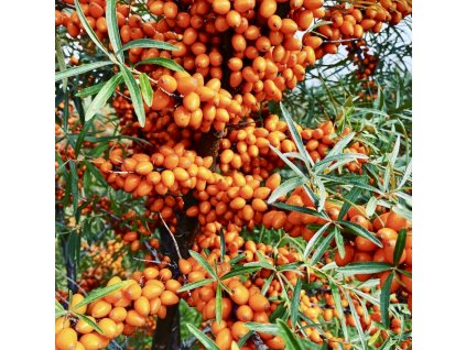 rakytník řešetlákový ´Leikora´ lat. hippophae rhamnoides
