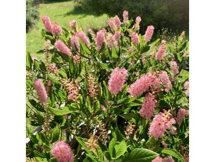 jochovec olšolistý ´Ruby Spice´ lat. Clethra alnifolia 40-60 cm
