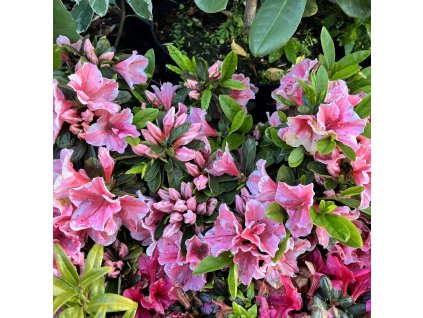 azalka japonská ´Sunburst´ lat. Azalea japonica 30-40cm  Stálezelené azalky: nenáročné, kvetoucí keře do polostínu