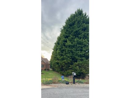 cypřišovec Leylandův lat. Cupressus × leylandii syn. notkacypřiš 40-60 Cm
