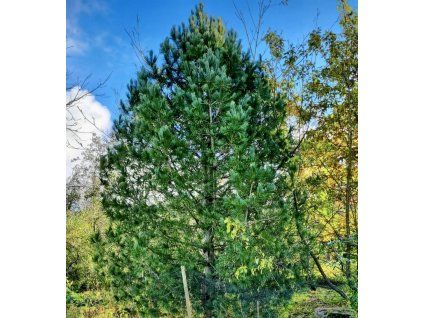 borovice limba lat. Pinus cembra  Alpský jehličnan s jedlými semeny a pomalým růstem