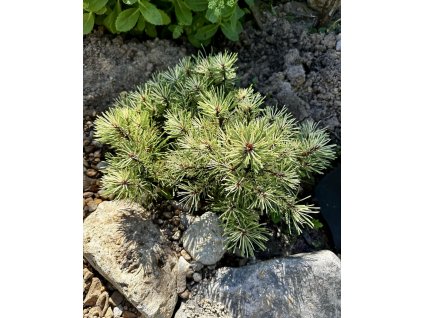 borovice kleč ´Minikip´ lat. Pinus mugo 20-30cm Nízká kosodřevina pro skalky a menší zahrady