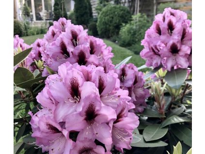 Pěnišník ´Kokardia´ lat. Rhododendron bar. růžový tm. oko