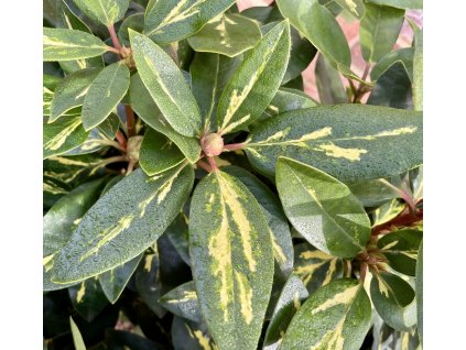 Pěnišník ´Goldflimmer´ lat. Rhododendron bar. sv. fialový