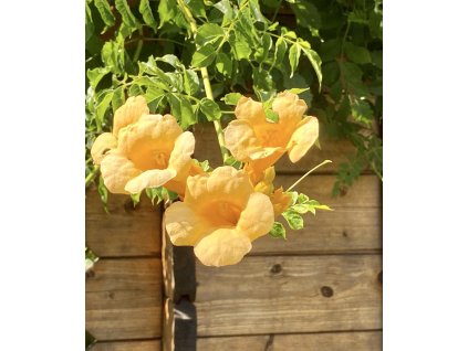 křivouš kořenující ´Flava´ lat. campsis radicans syn. trubač popínavý