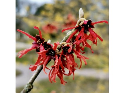 vilín prostřední ´Diane´ lat. Hamamelis x intermedia 30-50 Cm