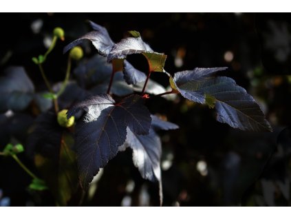 bříza bělokorá ´Purpurea´ lat. betula verucossa 40-60cm