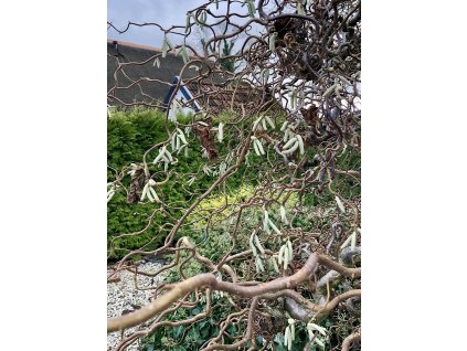líska obecná ´medusa´ lat. Corylus avellana