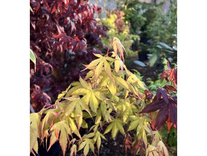 javor dlanitolistý ´katsura´ lat. Acer palmatum