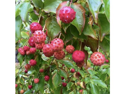 dřín japonský var. chinensis lat. Cornus kousa syn. svída japonská