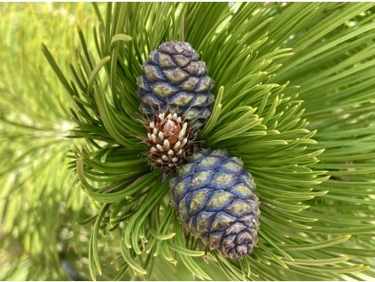 borovice Heldreichiiova 'Fastigiata' lat. Pinus heldreichii 40-60cm Mrazuvzdorná horská borovice do skalnatých zahrad