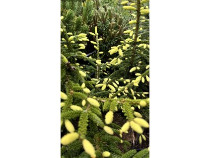 smrk východní ´Aurea´ lat. Picea orientalis