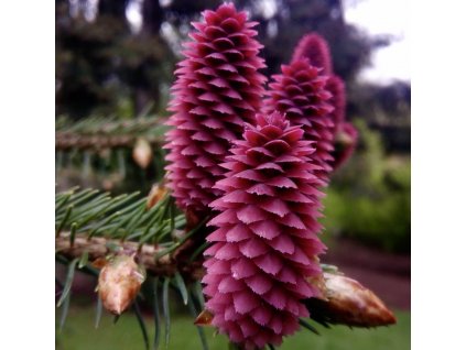 smrk liťiangský lat. Picea likiangensis