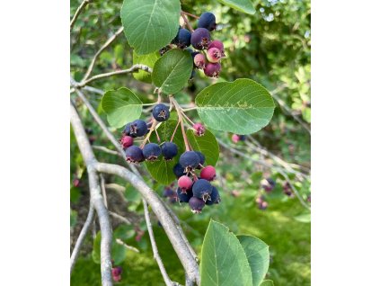 muchovník olšolistý lat. Amelanchier alnifolia