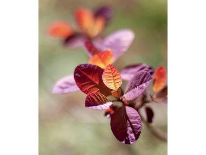 ruj vlasatá ´Royal Purple´ lat. Cotinus coggygria