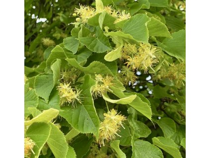 lípa velkolistá lat. tilia platyphyllos - 60-100 cm