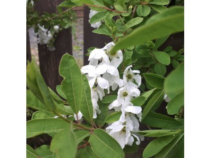 hroznovec velkokvětý lat. Exochorda x macrantha 30-50 Cm