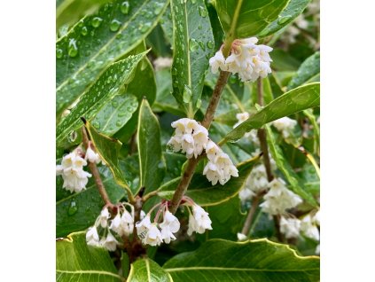 vonokvětka lat. Osmanthus armatus syn. ďábelské dřevo