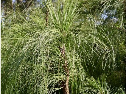 borovice Greggova lat. Pinus greggii 30-50cm  Exotická borovice z Mexika pro slunečná a sušší stanoviště