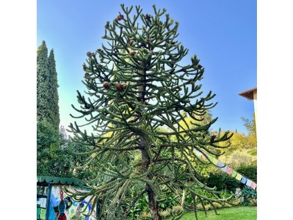 blahočet chilský lat. Araucaria  araucana  Netradiční exotický jehličnan do okrasných zahrad