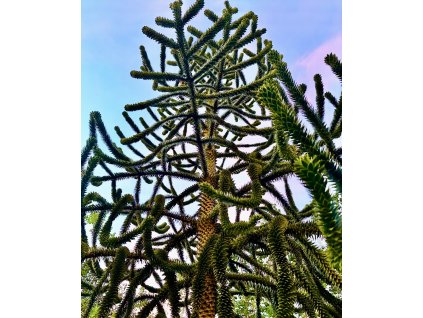 blahočet chilský lat. Araucaria  araucana  Netradiční exotický jehličnan do okrasných zahrad